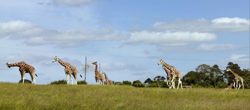 Giraffes at Fota Wildlife Park