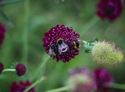 bee