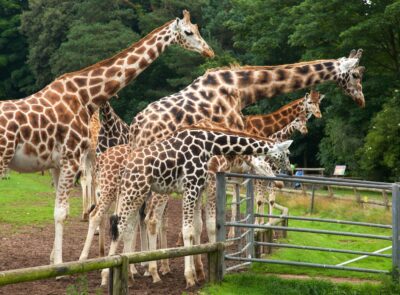 fota-wildlife-park-img