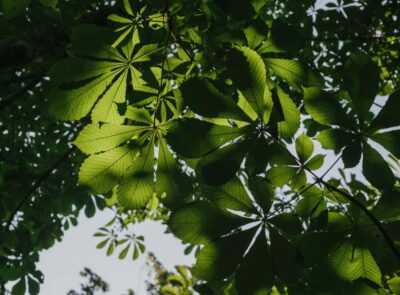 greensky