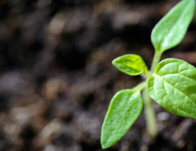 Protect Eco Systems